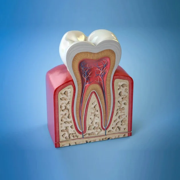 Anatomical dental model showing tooth cross-section with roots and pulp chamber on blue background.